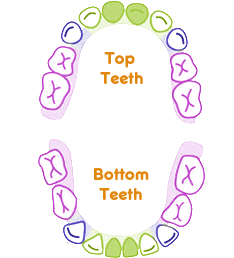 Baby Teeth Diagram