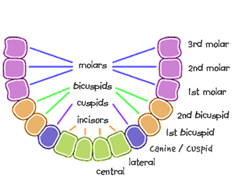 Permanent Teeth Diagram