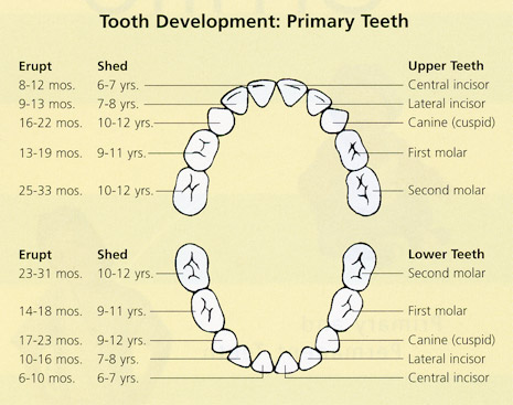 Tooth Development Chart