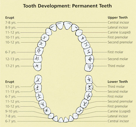 Tooth Development Chart